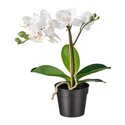 FEJKA - Tanaman tiruan dalam pot, anggrek putih, 9 cm