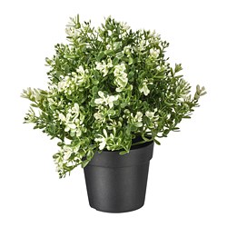 FEJKA - Tanaman tiruan dalam pot, timi, 9 cm