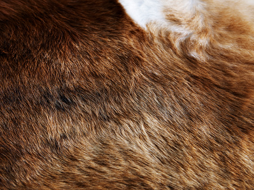 KOLDBY cow hide, brown | IKEA Indonesia