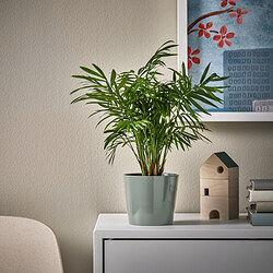 SOJABÖNA - Pot tanaman, abu-abu/hijau, 9 cm