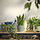 SOJABÖNA - pot tanaman, abu-abu/hijau, 9 cm | IKEA Indonesia - PE952860_S1
