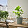 SOJABÖNA - pot tanaman, abu-abu/hijau, 15 cm | IKEA Indonesia - PE952863_S1