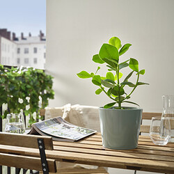 SOJABÖNA - Pot tanaman, abu-abu/hijau, 15 cm