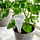 SVÄMSKOG - self-watering insert, terracotta/transparent, 25 cl | IKEA Indonesia - PE952875_S1