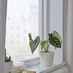 SOJABÖNA - Plant pot, white, 12 cm