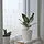 SOJABÖNA - pot tanaman, putih, 15 cm | IKEA Indonesia - PE887392_S1