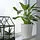 SOJABÖNA - pot tanaman, putih, 19 cm | IKEA Indonesia - PE887411_S1