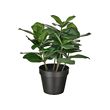 FEJKA - Tanaman tiruan dalam pot, dalam/luar ruang Clusia, 12 cm