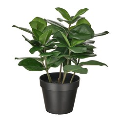 FEJKA - Tanaman tiruan dalam pot, dalam/luar ruang Clusia, 12 cm