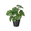 FEJKA - Tanaman tiruan dalam pot, dalam/luar ruang Monstera, 12 cm
