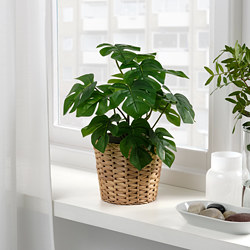 FEJKA - Tanaman tiruan dalam pot, dalam/luar ruang Monstera, 12 cm