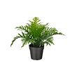 FEJKA - Tanaman tiruan dalam pot, dalam/luar ruang Polypodium, 9 cm