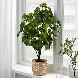 FEJKA - Tanaman tiruan dalam pot, dalam/luar ruang Vitis coignetiae, 15 cm