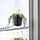 PÄRLRÖNN - hanging planter, in/outdoor/black, 15 cm | IKEA Indonesia - PE954134_S1