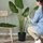 FEJKA - artificial potted plant, in/outdoor Bird of paradise, 23 cm | IKEA Indonesia - PE954242_S1