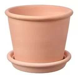 MUSKOTBLOMMA