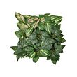 FEJKA - Artificial plant, wall mounted/in/outdoor Wax plant, 25x25 cm