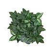 FEJKA - Artificial plant, wall mounted in/outdoor/foliage, 25x25 cm