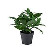 FEJKA - Artificial potted plant, in/outdoor/sweet bay, 9 cm