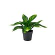 FEJKA - Artificial potted plant, in/outdoor/plantain lily, 9 cm