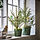 VINTERFINT - plant pot, green, 15 cm | IKEA Indonesia - PE957556_S1