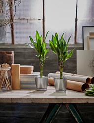 BINTJE - Plant pot, galvanised, 9 cm