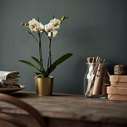 DAIDAI - Plant pot, brass-colour, 9 cm