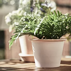 FEJKA - Tanaman tiruan dalam pot, dalam/luar ruang Polypodium, 9 cm