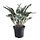 FEJKA - tanaman tiruan dalam pot, dalam/luar ruang calathea, 15 cm | IKEA Indonesia - PE959440_S1