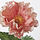 SMYCKA - artificial flower, in/outdoor/Poppy orange, 55 cm | IKEA Indonesia - PE959445_S1