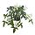 FEJKA - artificial potted plant, in/outdoor/hanging jasmine, 12 cm | IKEA Indonesia - PE959456_S1