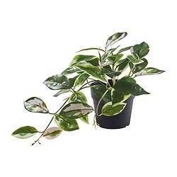 FEJKA - Tanaman tiruan dalam pot, dalam/luar ruang/HOYA KERRII digantung, 9 cm