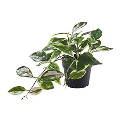 FEJKA - Tanaman tiruan dalam pot, dalam/luar ruang/HOYA KERRII digantung, 9 cm