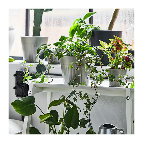 CITRONMELISS plant pot