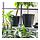 CITRONMELISS - pot tanaman, dalam/luar ruang/antrasit, 24 cm | IKEA Indonesia - PH194598_S1