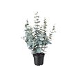 FEJKA - Tanaman tiruan dalam pot, dalam/luar ruang eucalyptus, 15 cm