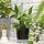 VÅRDTRÄD - pot bersistem pengairan internal, dalam/luar ruang transparan/antrasit, 12 cm | IKEA Indonesia - PE962572_S1