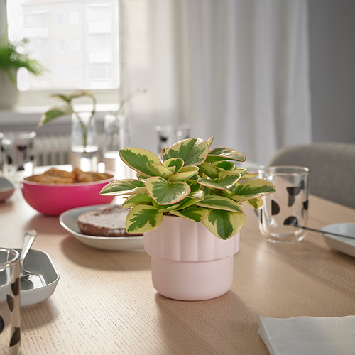 HÄNGSÄLG pot tanaman