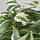 FEJKA - artificial potted plant, in/outdoor/tradescantia zebrina, 12 cm | IKEA Indonesia - PE898008_S1