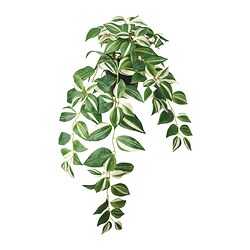 FEJKA - Tanaman tiruan dalam pot, dalam/luar ruang/tradescantia zebrina, 12 cm
