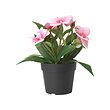 FEJKA - Artificial potted plant, in/outdoor/balsam  pink, 9 cm