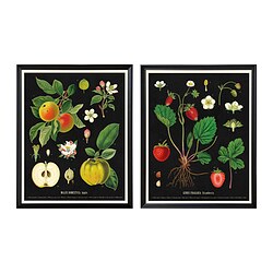 KNOPPÄNG - Frame with poster, vintage botanical fruit charts, 40x50 cm