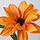 SMYCKA - artificial flower, black-eyed susan/stem orange, 55 cm | IKEA Indonesia - PE899384_S1