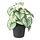 FEJKA - tanaman tiruan dalam pot, dalam/luar ruang Caucasian forget-me-not, 9 cm | IKEA Indonesia - PE934333_S1