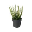 FEJKA - Artificial potted plant, in/outdoor Heather, 9 cm