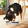UTSÅDD - mangkuk hewan peliharaan, pola garis-garis hitam-biru/biru tua, 15 cm | IKEA Indonesia - PE934346_S1