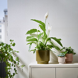 HONUNGSPALM - Plant pot, in/outdoor/green, 19 cm