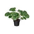 FEJKA - Tanaman tiruan dalam pot, dalam/luar ruang Pilea, 9 cm