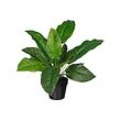 FEJKA - Artificial potted plant, in/outdoor calathea, 12 cm