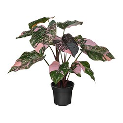 FEJKA - Artificial potted plant, in/outdoor Philodendron/green/pink, 15 cm